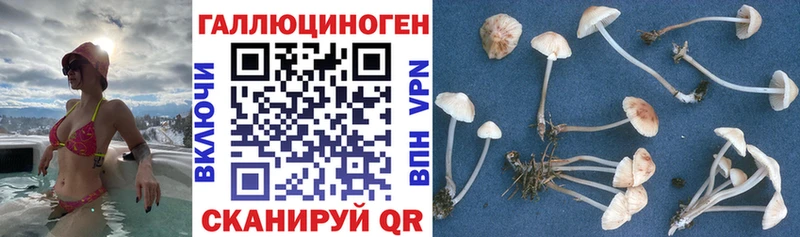 Галлюциногенные грибы ЛСД  omg маркетплейс  Чкаловск 